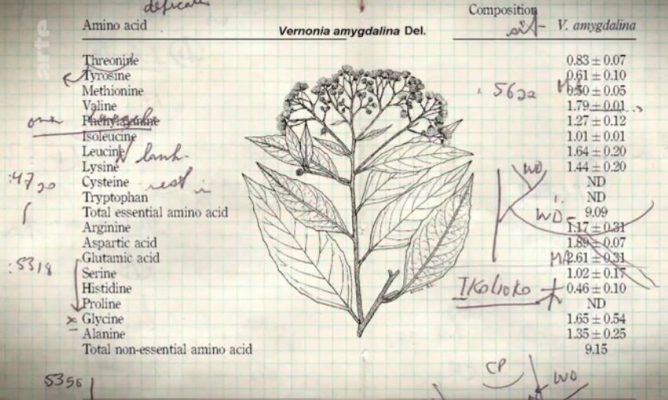 Vernonia Amygdalina 