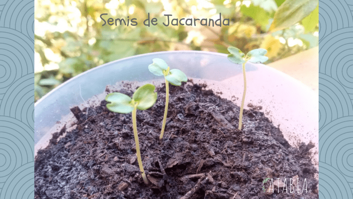 levée de semis de graines de Jacaranda