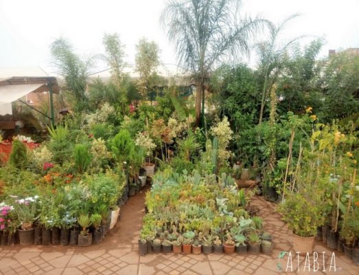  Fleurs divers plantes arbres en vente à Jema El Fna Marrakech par les pépiniéristes