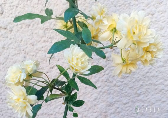 grappe de fleurs jaunes groupées du rosier Rosier Banks – Liane grimpant