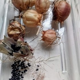 Capsules et graines noires de Nigelles de damas