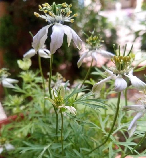 Fleurs blanches de Nigelle Sativa Cumin noir