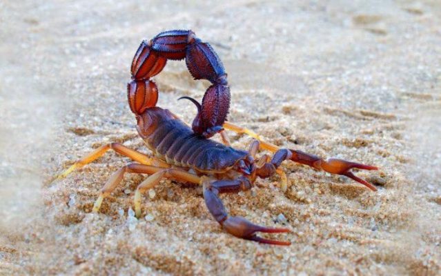 Scorpions au Maroc