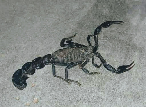 Scorpions noirs du Maroc 