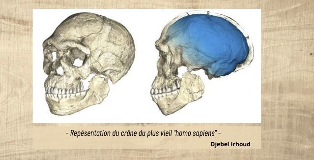 représentation du crane Homo sapiens Djebel irhoud