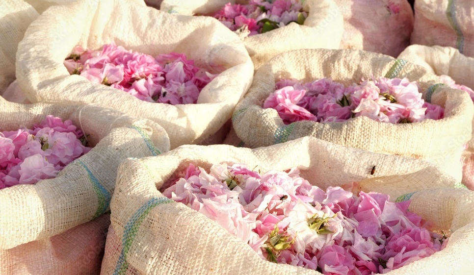 Grands Sachets remplis de pétales de roses prêts pour la distillation de l'huile essentielles de roses 